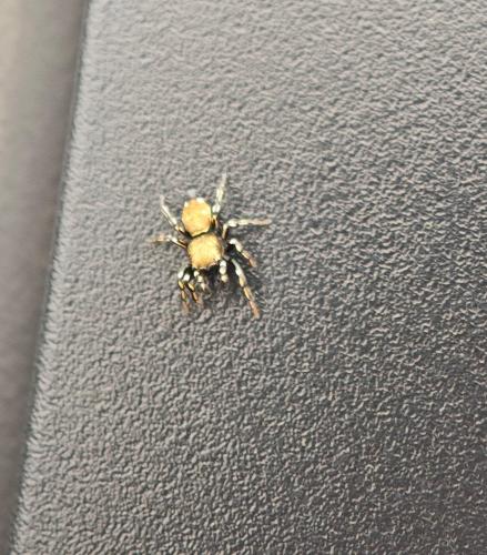 Réf. 352 169 : Heliophanus sp.